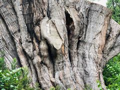 -墨尔本皇家植物园