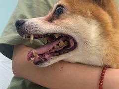 -纳吉亚猫专科动物医院·北北分院