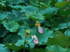 -莲湖公园