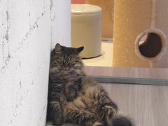 -藏猫猫咖啡主题馆(中央大道店)