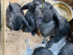 -上海大自然野生昆虫馆(东方明珠·爬宠昆虫探索中心)