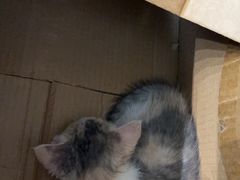 -半岛宠物医院24小时(科华中路店)