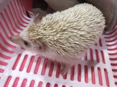 -藦茜花园宠物主题亲子互动体验馆(国顺东路店)