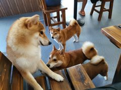-柴源莊·柴小宠柴犬咖啡