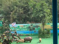 -广州长隆飞鸟乐园