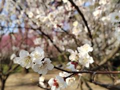 -香雪海
