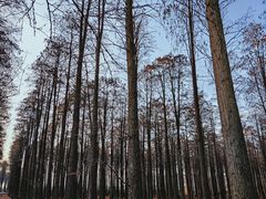 -渌洋湖湿地公园