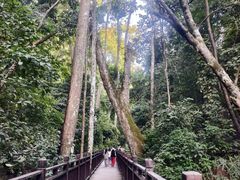 -西双版纳原始森林公园
