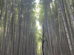 -岚山嵯峨野观光小火车