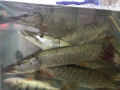 -煲来饱去冷水鱼