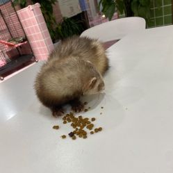 -Moni星球萌宠·小马宝莉·灵蛇·高端高阶全萌宠互动体验俱乐部(红豆国际广场店)