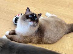 -Let's go狗咖·猫咖·奶狗·桌游(春熙路IFS店)