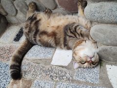 -喵屿·大理花园猫咖