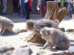 -岚山猴子公园