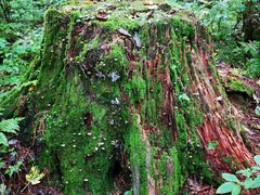 -五营红松林海景区