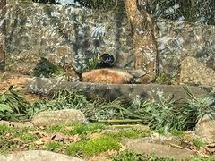 -都江堰中华大熊猫苑