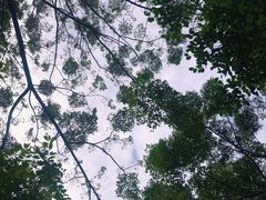 -华侨城湿地公园