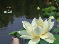 -莲花池公园
