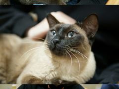 -藏猫猫咖啡主题馆(中央大道店)