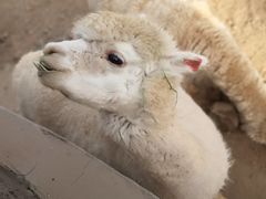 -石家庄市动物园