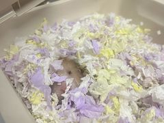 -爱侣宠医·鹦鹉专科·小型哺乳类·异宠专科(灵石路店)