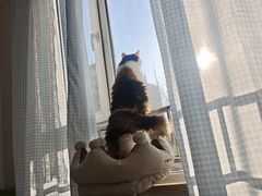 -纳吉亚猫专科动物医院·北北分院