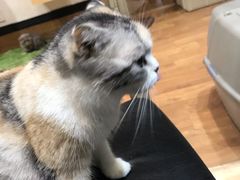 -猫色咖啡·猫咖