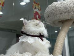 -爱洗澡的猫(天河路店)