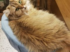 -滚猫咖啡·猫咖·猫友好撸猫(未来城店)