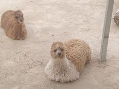 -青藏高原野生动物园