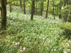 -庐山风景区花径公园