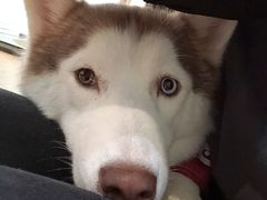-Husky Go! 哈士奇体验馆·宠物咖啡厅狗咖