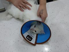 -贝利宠物医院·骨科·眼科·肿瘤转诊中心(南坪诊疗中心)