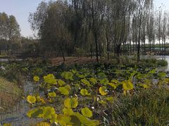 -东郊湿地公园