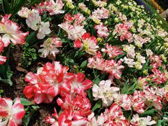 -上海鲜花港