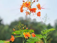 -东莞植物园