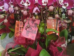 -溪岸路花鸟市场