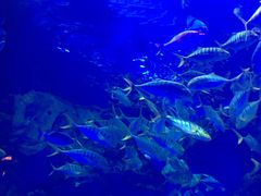 -芜湖新华联大白鲸海洋公园