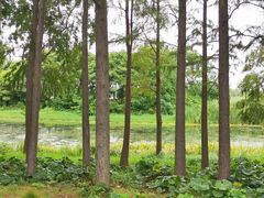 -贡湖湾湿地公园