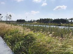 -春花秋色城市公园