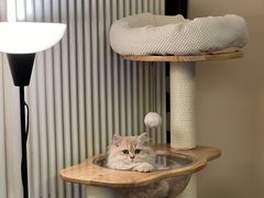 -猫十亿·布偶金渐层·曼基康矮脚猫舍(青年路店)