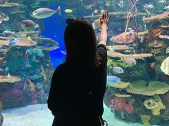 -瑞普利水族馆