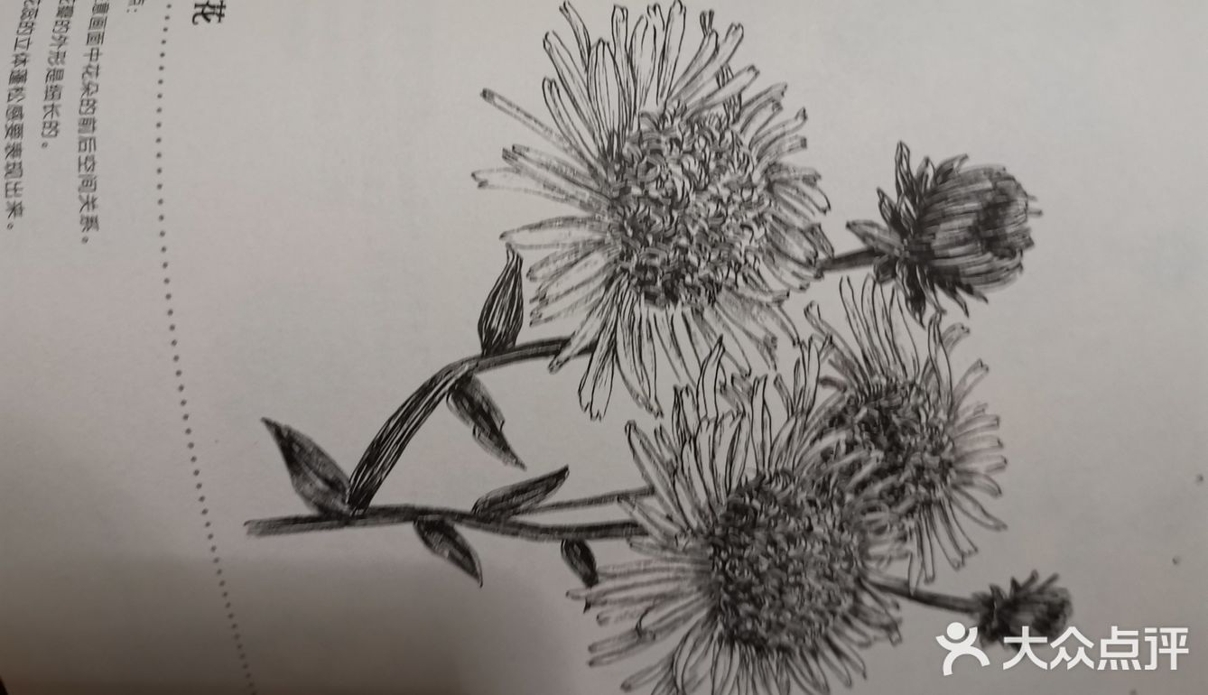 今天空闲时间学习的绘画是黑白花意中的旋覆花