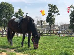 -田园东方蜜桃村的田野营地