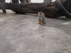 -西安秦岭野生动物园