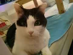 -Anne猫窝咖啡屋
