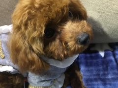 -1013 PET SHOP 宠物商店(近铁城市广场店)