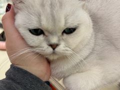 -三花喵·撸猫购宠·宠物生活馆(虹桥南丰城店)