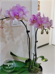 -北京炫美医疗美容