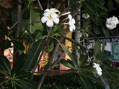 -绿洲水疗馆(卡塔店)